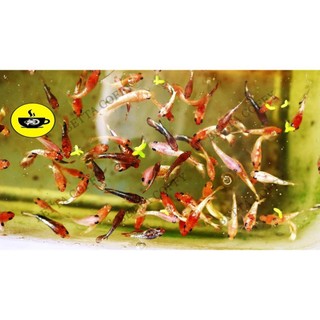 🌈 Bút đo pH ATC🌈 3s là ra độ PH - BETTA COFFY ☕️