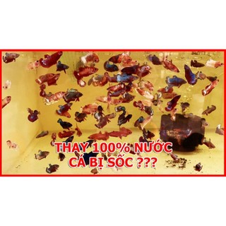 🇹🇭 Cám Inve 3/5 - Thức ăn cho cá mới lớn 🐠 BETTA COFFY ☕️