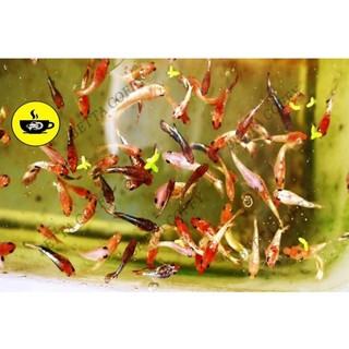 🍰 Thức ăn cho cá 7 màu & betta con - Cám CC Brown 🐣