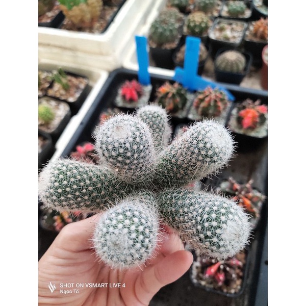Xương rồng Mami gai ôm bụi không chung góc