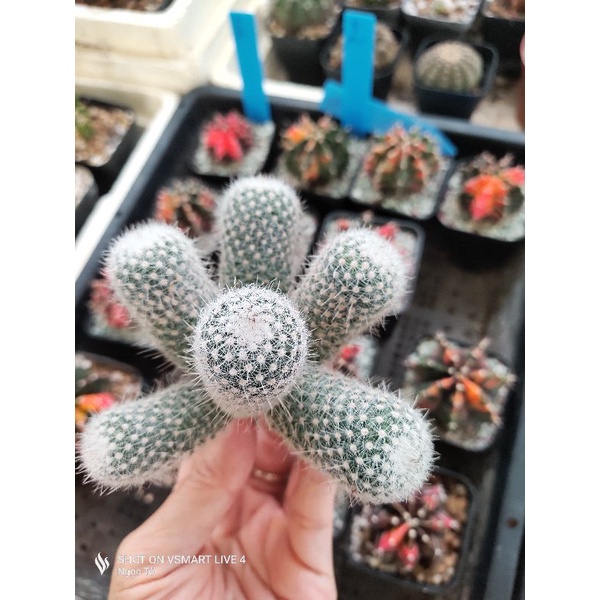 Xương rồng Mami gai ôm bụi không chung góc