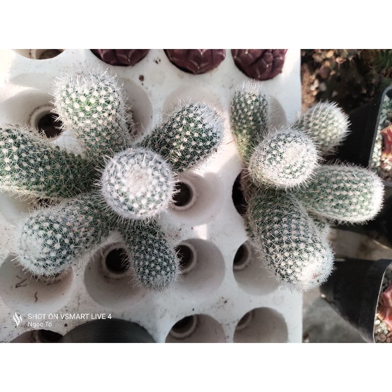 Xương rồng Mami gai ôm bụi không chung góc