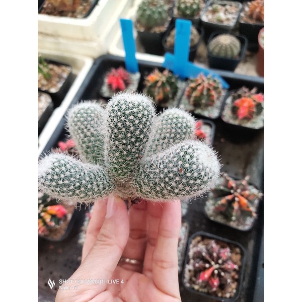 Xương rồng Mami gai ôm bụi không chung góc