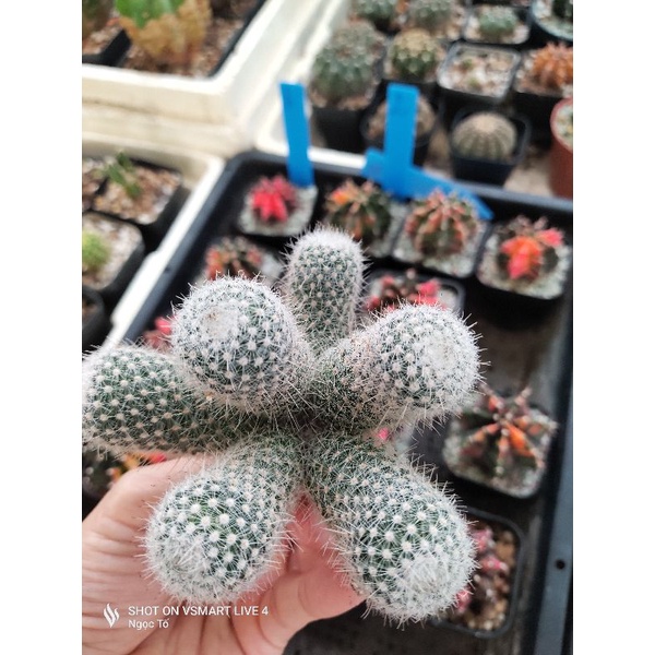 Xương rồng Mami gai ôm bụi không chung góc