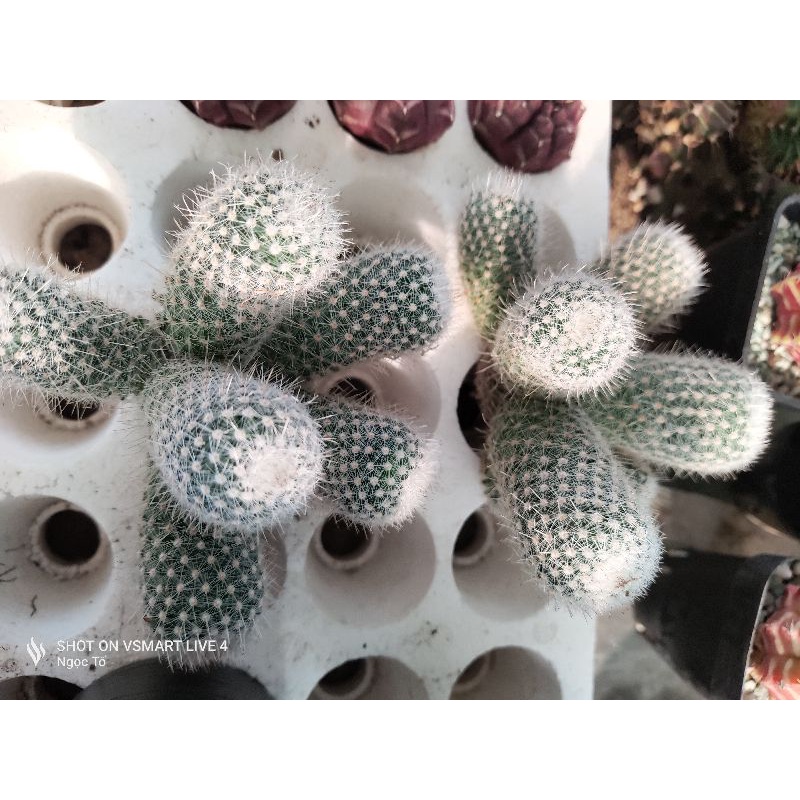 Xương rồng Mami gai ôm bụi không chung góc