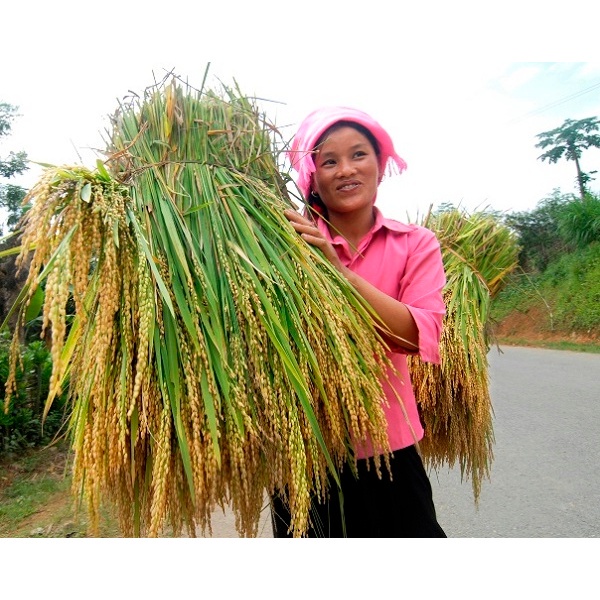 Gạo nếp Tú Lệ  - AnAn Tây Bắc