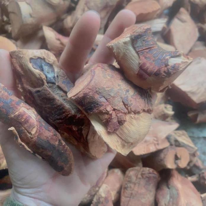 Thân cây mú từn 1kg  - AnAn Tay Bac