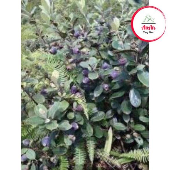 1 kg sim rừng khô - AnAn đặc sản Tây Bắc