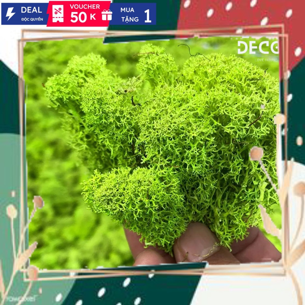 Túi 20gr Rêu Nhung Hươu Bất Tử - Decor , trang trí, dán tường