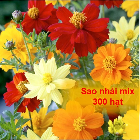 Hạt Giống Hoa Cúc Sao Nhái Mix ( Gói 300 Hạt - Tặng Kèm Phân Khi Mua Từ 10 Gói Trở Lên )