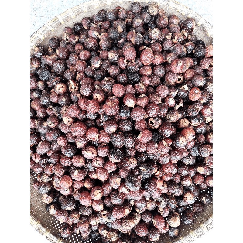 Quả bồ hòn, bồ hòn