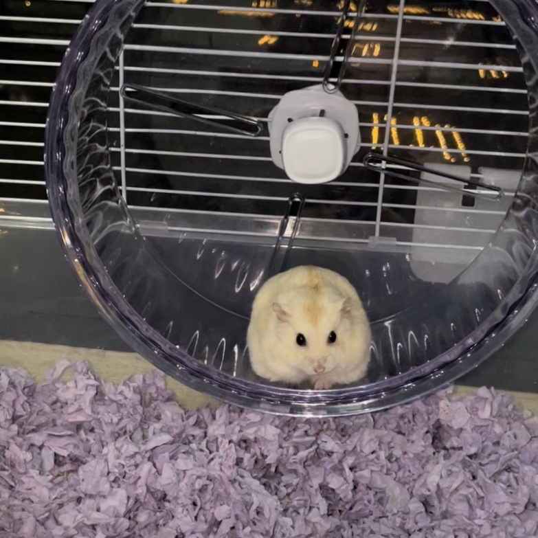 Wheel bánh xe chạy cho Hamster kèm đế