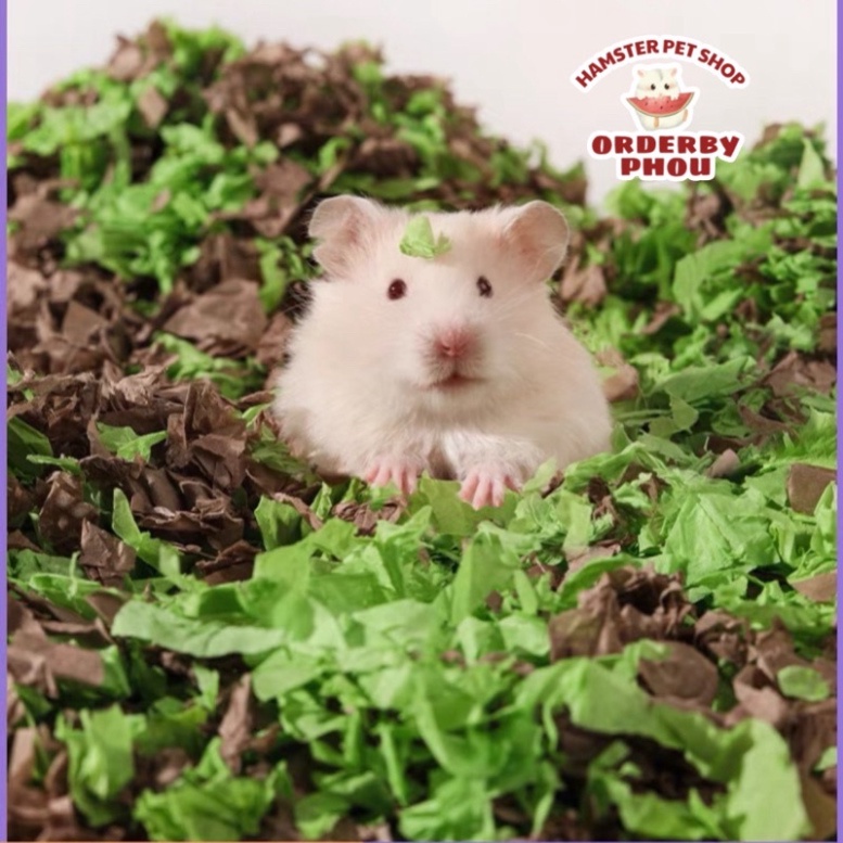 [ORDER] CARNO Giấy bông lót chuồng cho hamster