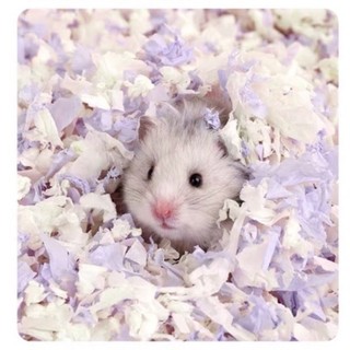 [ORDER] CARNO Giấy bông lót chuồng cho hamster