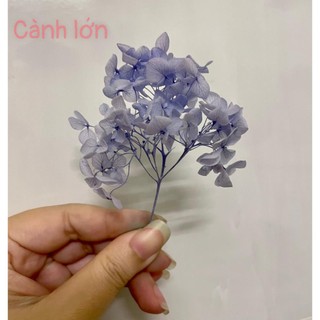 ★ Hoa cẩm tú cầu khô trang trí nguyên cành nhỏ