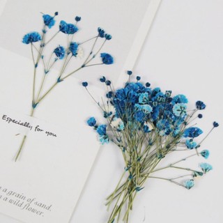 ! Hoa baby khô cành nhỏ vụn làm đồ handmade
