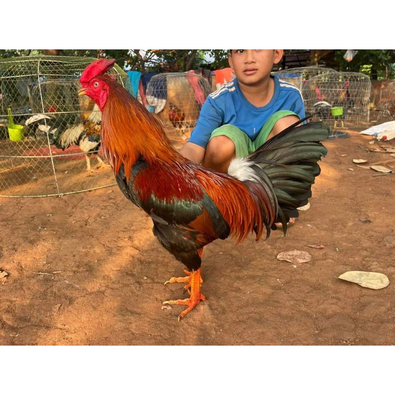 GÀ ĐÁ CAO CẤP MỸ VIỆT . 10 TRỨNG GÀ ẤP NỞ CON GIỐNG .TẶN THÊM 2 TRỨNG .