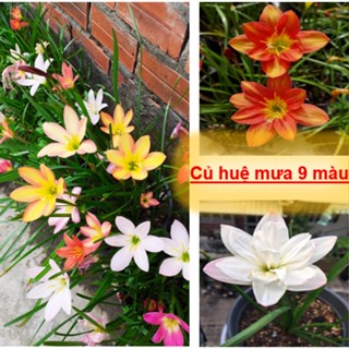 10 Củ hoa huệ mưa giống ( 9 màu tuỳ chọn ) - Dễ trồng, Nhanh ra hoa