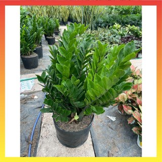 Cây kim tiền size to lá xanh tán dày 17