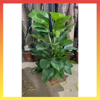 Cây Trầu bà leo cột lá xanh trồng chậu nhựa tán to rộng 17
