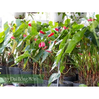 Cây Hoa hồng môn đại bầu đất rễ khỏe 50-60cm
