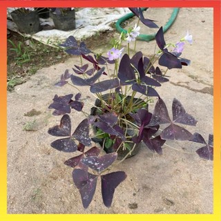 Cây hoa bướm đêm bầu đất cây khỏe 17