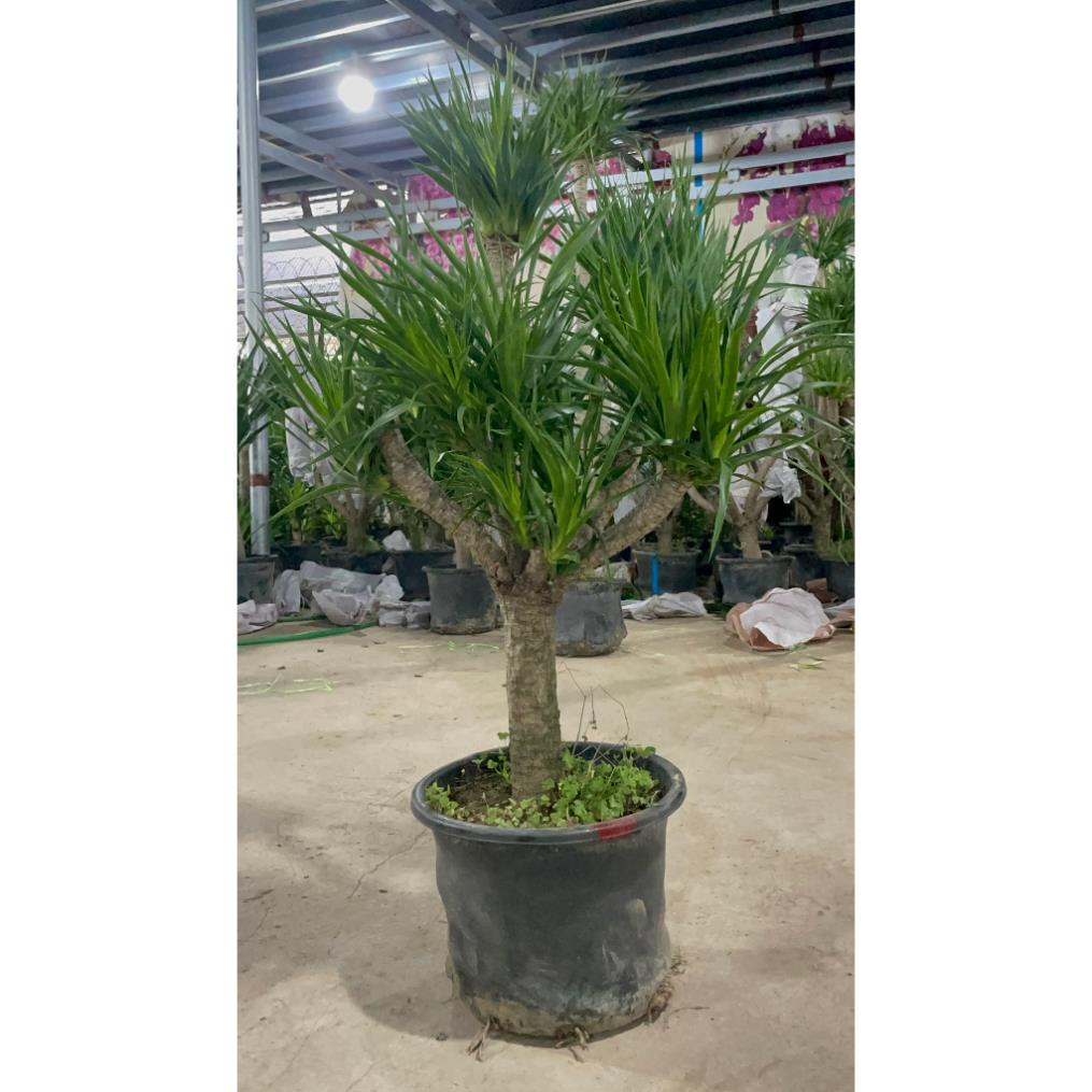 Cây Phát Tài Núi nhiều thân cây khỏe tán lá dày trồng trang trí không gian trong nhà