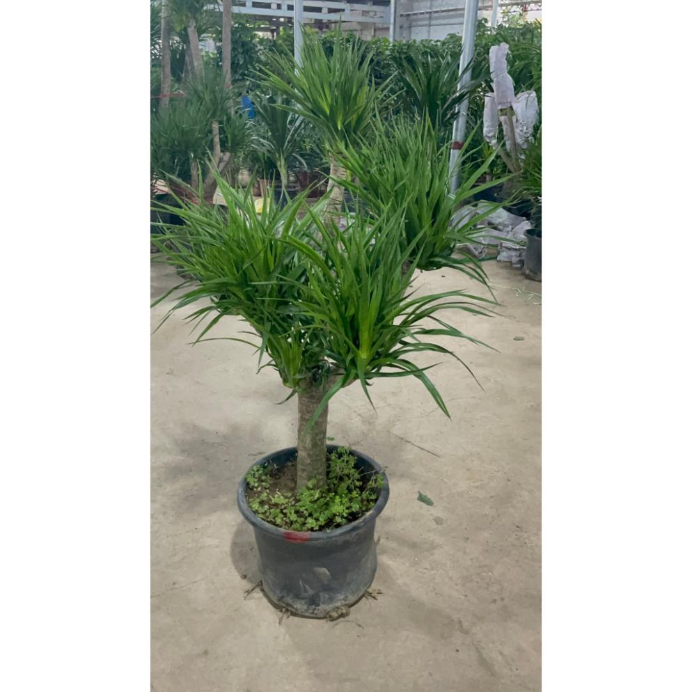 Cây Phát Tài Núi nhiều thân cây khỏe tán lá dày trồng trang trí không gian trong nhà