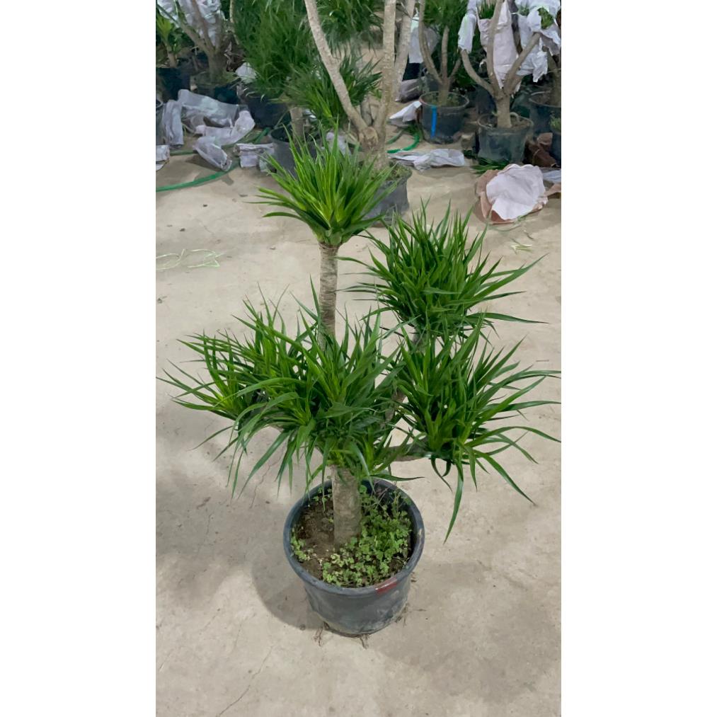 Cây Phát Tài Núi nhiều thân cây khỏe tán lá dày trồng trang trí không gian trong nhà