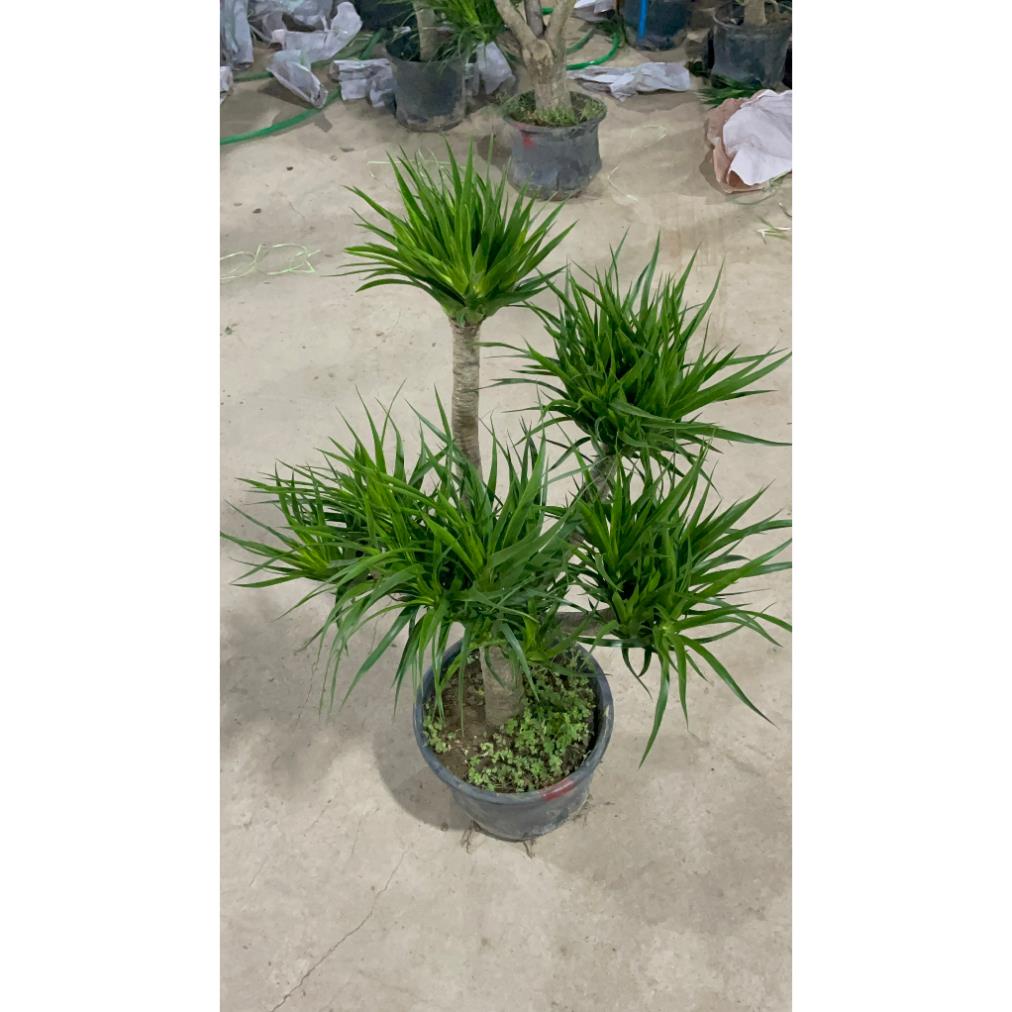 Cây Phát Tài Núi nhiều thân cây khỏe tán lá dày trồng trang trí không gian trong nhà