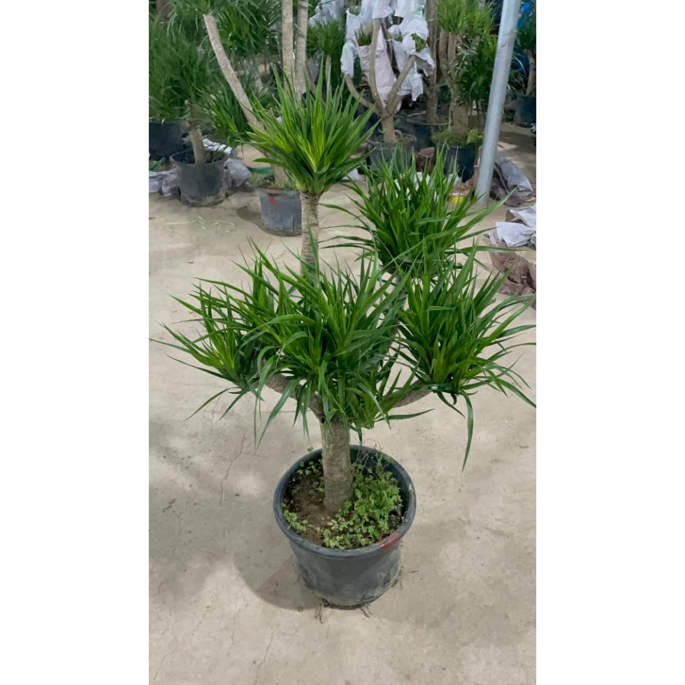 Cây Phát Tài Núi nhiều thân cây khỏe tán lá dày trồng trang trí không gian trong nhà