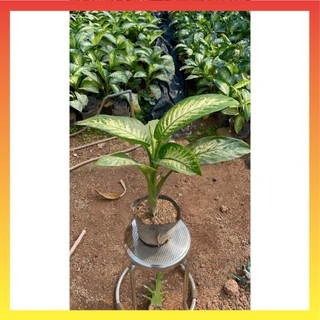 Cây Vạn Niên Thanh size lớn bầu đất rễ khỏe 17