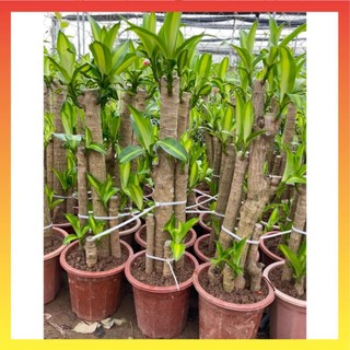 Cây thiết mộc lan size to 17