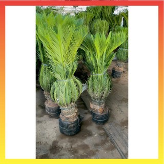Cây Vạn Tuế size to mang nhiều ý nghĩa phong thủy 17
