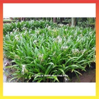 Cây bạch trinh biển, củ bạch trinh, cây trồng trang trí sân vườn 22