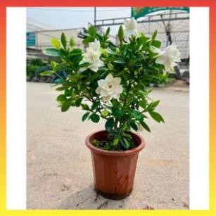 Cây hoa bạch thiên hương, hoa dành dành, Cao 40cm nhiều nhánh sum suê @