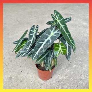 Cây môn quan âm mini để bàn, Cao 25cm, cây khỏe dễ chăm 22