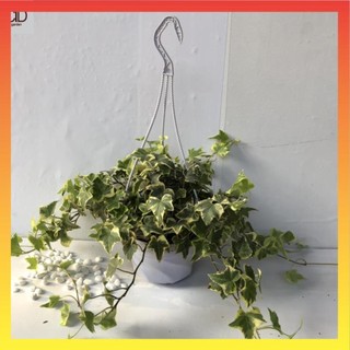 Cây thường xuân leo cẩm thạch chậu treo, Tán cây 50cm 22