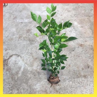 Cây nguyệt quế giống nhỏ , Cao 40cm lá xanh 23