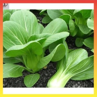 Hạt giống rau cải thìa , gói 20g 22