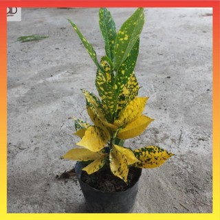 Cây cô tòng,vàng anh cao 20-25cm lá xanh đốm vàng 22
