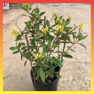 Cây hoa kim đồng vàng, Cao 25cm sẵn hoa nở rộ vàng rực rỡ 23