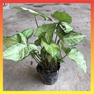 Cây muống nhật cao 25-30cm xanh đẹp 23