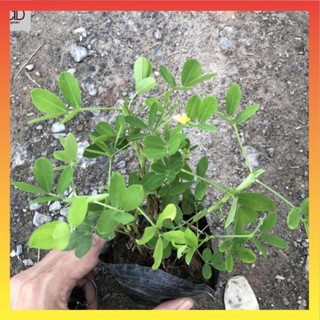 Cây cỏ lạc tiên hoa vàng,cao 10cm nhiều nhánh @