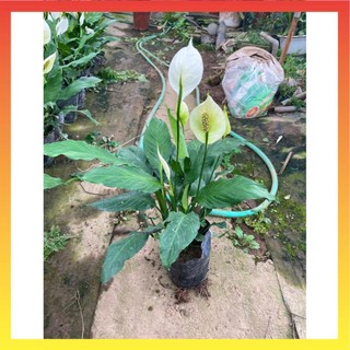 Cây lan ý trưởng thành hoa to, chiều cao 40cm cây xanh đẹp 13