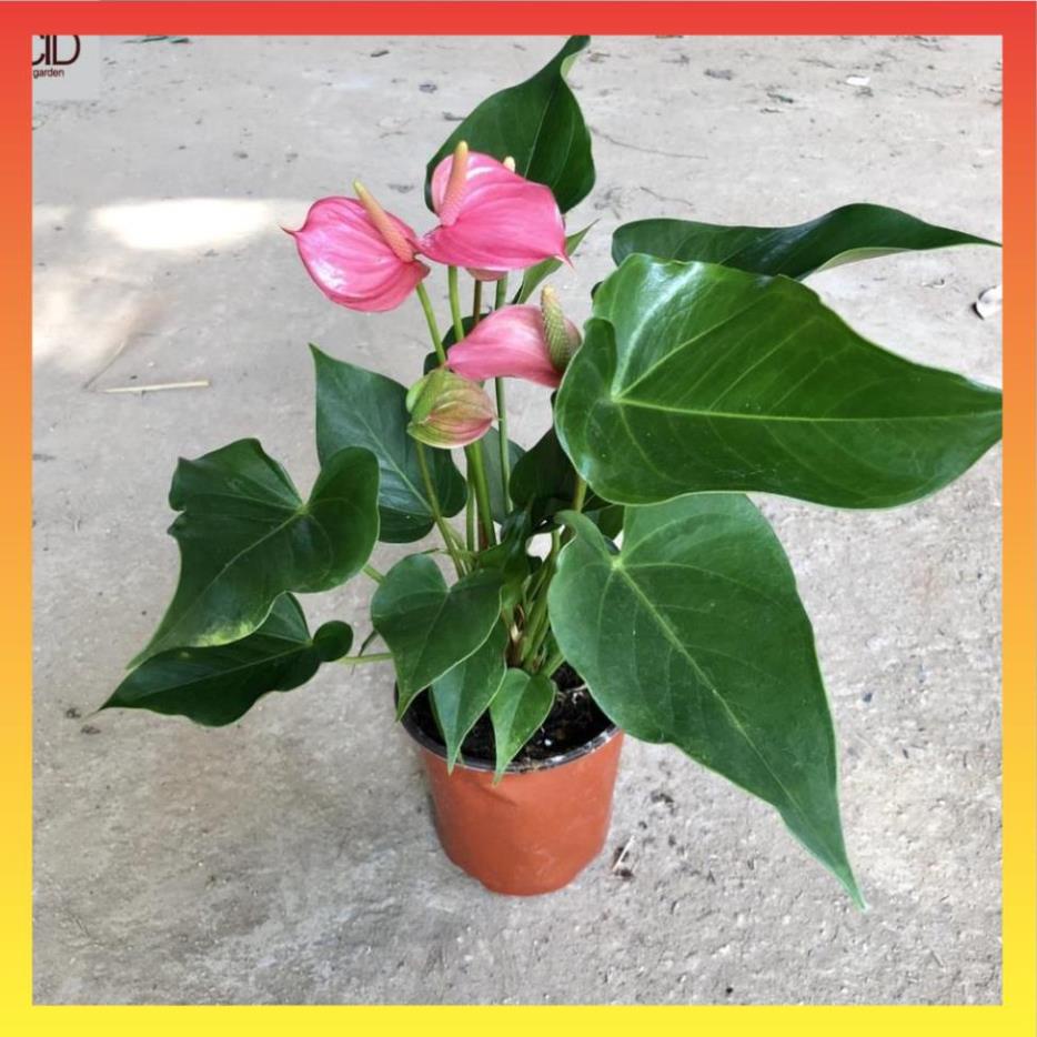 Cây hồng môn hồng mini để bàn Cao 40cm 13