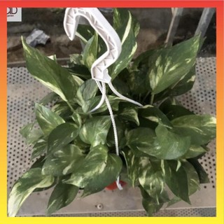 Cây trầu bà đốm rủ kèm chậu treo, Độ dài ngọn 25cm thích hợp treo ban công 11