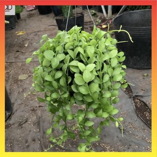 Cây lan đô la treo giỏ dài 25cm, thân leo rủ nhanh, tươi tốt quanh năm, chậu treo tường và ban công 17