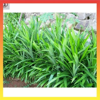 Cây lá dứa, lá nếp cao 25cm thân to khỏe 18