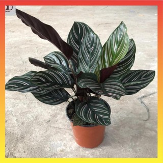Cây đuôi công cao 25-30cm lá viền trắng to đẹp 16